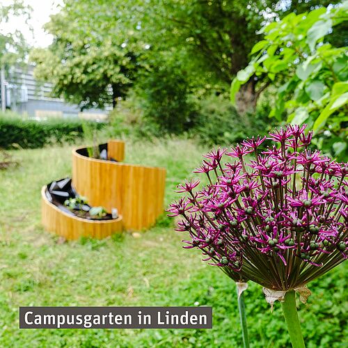 🌷 Kennst du schon den HsH Campusgarten in Linden?
 
🌿 Beim Campusgarten kannst du dir eine kleine Auszeit vom Lernen...